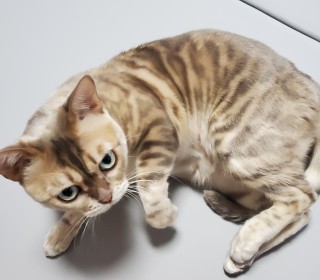 기타 무료분양