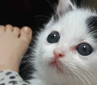한국 고양이 무료분양