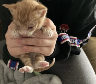 한국 고양이 무료분양