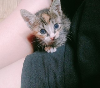 한국 고양이 무료분양