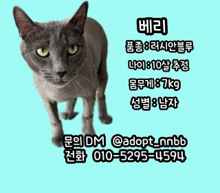 러시안 블루 무료분양