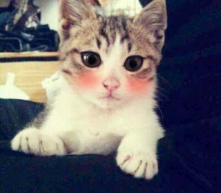 한국 고양이 무료분양