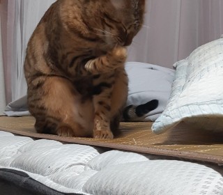 기타 무료분양