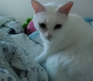 터키쉬앙고라 무료분양