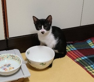 기타 무료분양