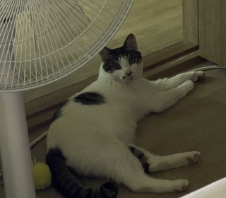 한국 고양이 무료분양