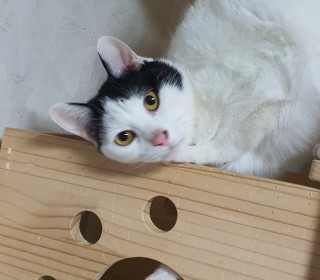 한국 고양이 무료분양
