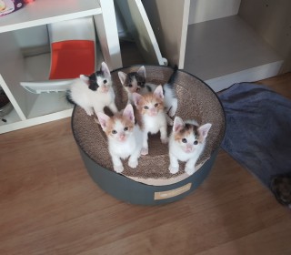 한국 고양이 무료분양