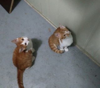 한국 고양이 무료분양