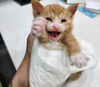 한국 고양이 무료분양