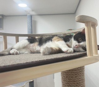 한국 고양이 무료분양