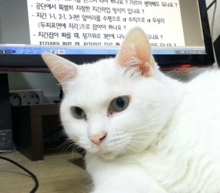 터키쉬앙고라 무료분양