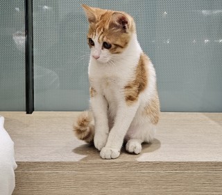 한국 고양이 무료분양