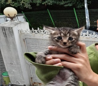 한국 고양이 무료분양