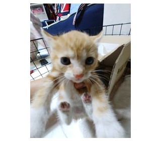 한국 고양이 무료분양