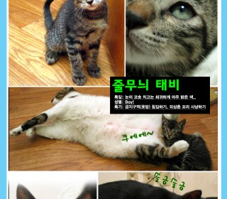 코리안숏헤어 무료분양