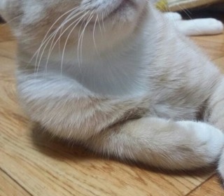 한국 고양이 무료분양