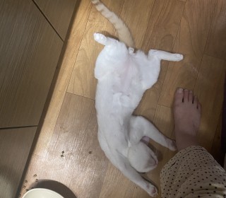 한국 고양이 무료분양