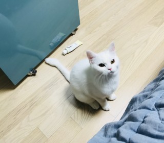  무료분양