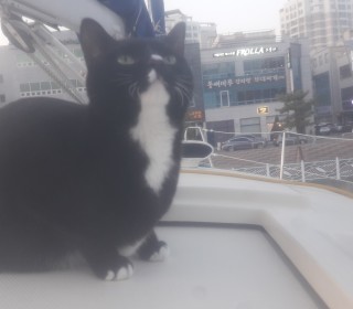 한국 고양이 무료분양