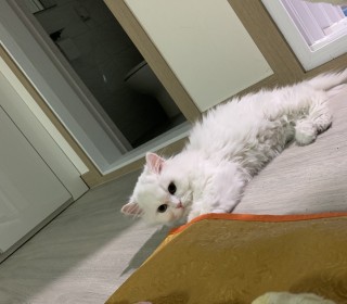 페르시안 무료분양