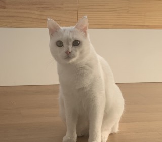 터키쉬앙고라 무료분양