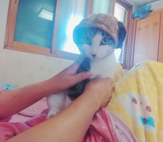 한국 고양이 무료분양