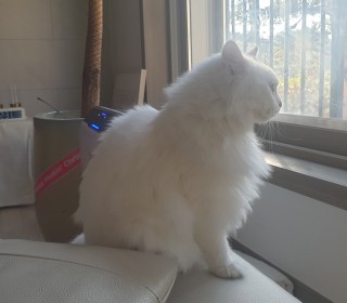 터키쉬앙고라 무료분양