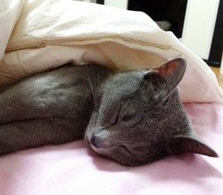 러시안 블루 무료분양