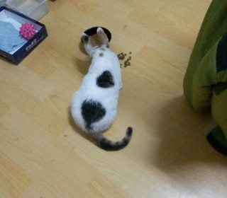 한국 고양이 무료분양