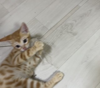 기타 무료분양