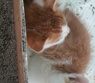 한국 고양이 무료분양