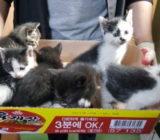 한국 고양이 무료분양