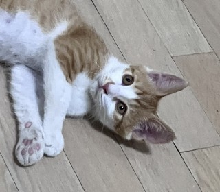 한국 고양이 무료분양