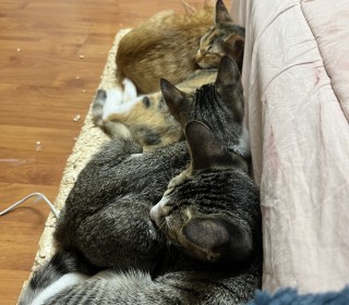 한국 고양이 무료분양