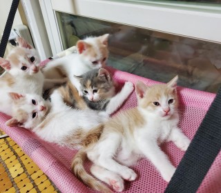 기타 무료분양