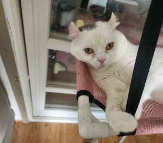 기타 무료분양
