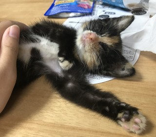 한국 고양이 무료분양
