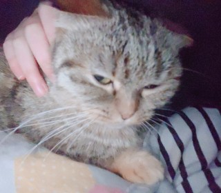 한국 고양이 무료분양
