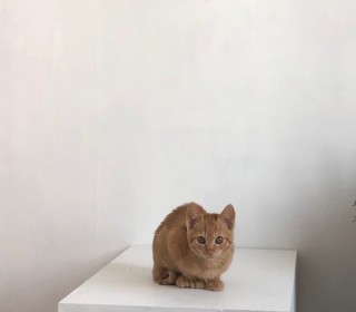 한국 고양이 무료분양
