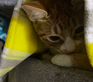 한국 고양이 무료분양