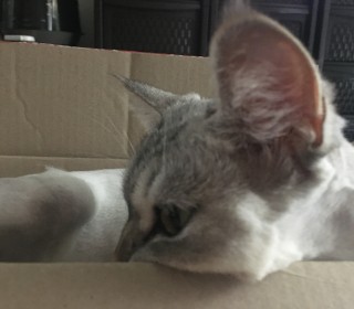 아메리칸 숏헤어 무료분양