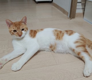 한국 고양이 무료분양