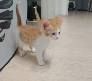 한국 고양이 무료분양