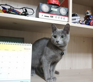 러시안 블루 무료분양