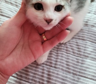 한국 고양이 무료분양