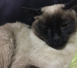 샴 무료분양