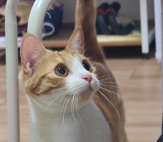 한국 고양이 무료분양