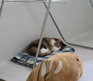 한국 고양이 무료분양