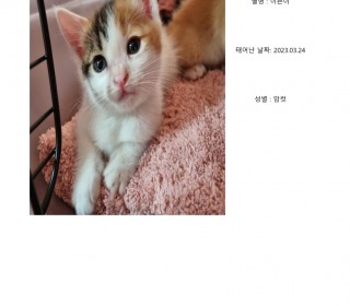 한국 고양이 무료분양
